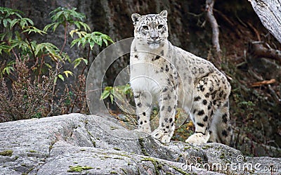 Snow leopard Stock Photo