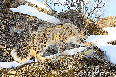 Snow leopard on hunt Stock Photo