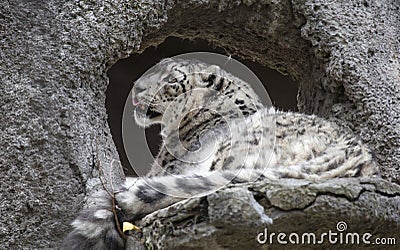 Snow leopard. Stock Photo