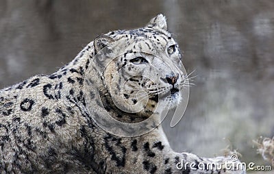 Snow leopard. Stock Photo