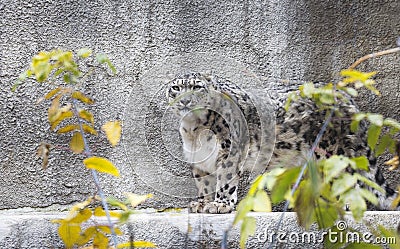 Snow leopard. Stock Photo