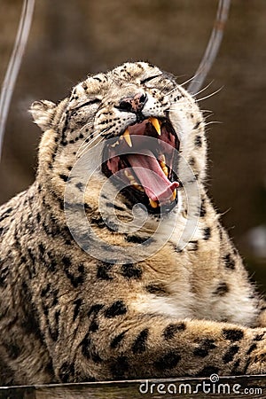 A snow leopard lies in a cage in a zoo with its teeth bared. IRBIS. Stock Photo