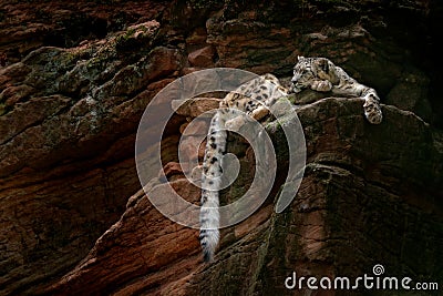 Snow leopard with long tail in the daRK rock mountain, Hemis National Park, Kashmir, India. Wildlife scene from Asia. Beautiful bi Stock Photo