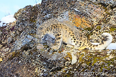 Snow leopard looking down mountain ledge Stock Photo