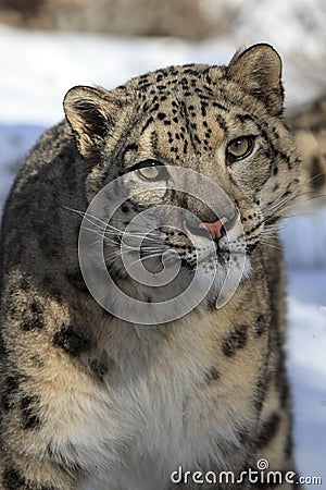 Snow Leopard Looking Forward Stock Photo