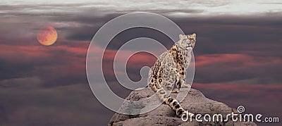 Snow leopard in moon light Stock Photo