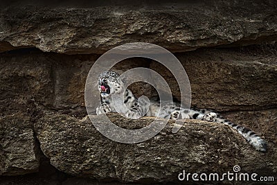 Snow leopard with open muzzle mouth with teeth, sitting in the nature stone rocky mountain habitat, Spiti Valley, Himalayas in Stock Photo
