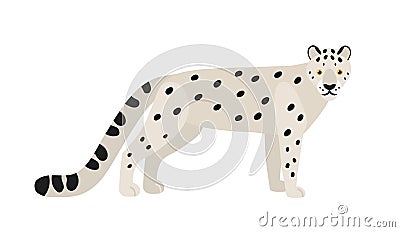 Snow leopard or ounce isolated on white background. Gorgeous Asian exotic carnivorous animal with spotted coat. Graceful Vector Illustration