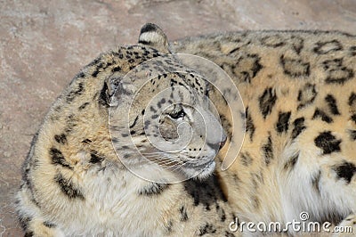 Snow leopard in the outdoors Stock Photo