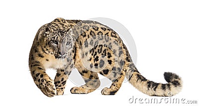 Snow leopard, Panthera uncia, also known as the ounce Stock Photo