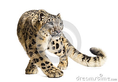 Snow leopard, Panthera uncia, also known as the ounce Stock Photo