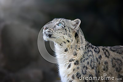 Snow leopard close up portrait Stock Photo