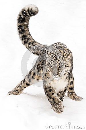 Snow Leopard on the Prowl IV Stock Photo