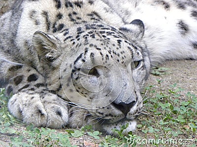 Snow leopard Stock Photo