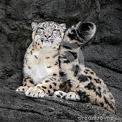 Snow Leopard Tail Stock Photo