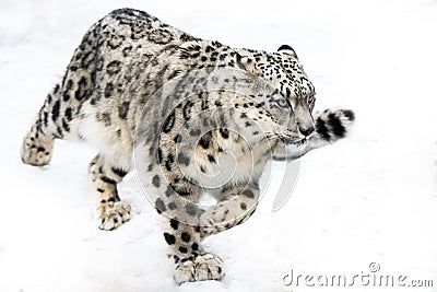Snow Leopard on the Run Stock Photo