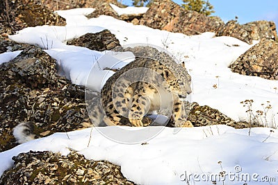 Snow leopard walking on top of mountain Stock Photo