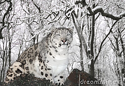 Snow Leopard Stock Photo