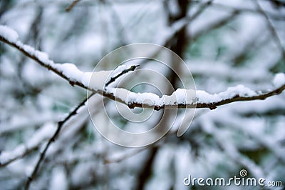 Snow lies on thin branches. Winter mood. The first snow Stock Photo