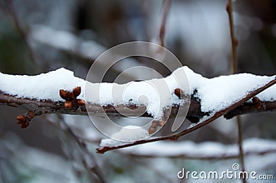 Snow lies on thin branches. Winter mood. The first snow Stock Photo