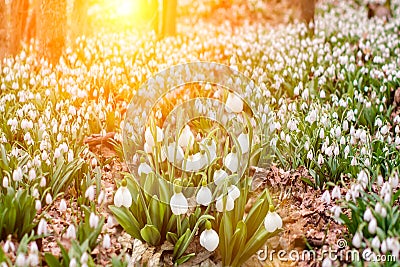 Snow melts with the arrival of the heat in the forests there are first delicate flowers primroses snowdrops grow near creeks, Stock Photo