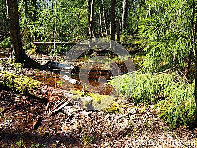 Snow melts in the spring forest. Snow melts in the spring forest Stock Photo
