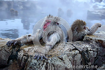 Snow Monkey Stock Photo