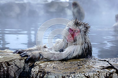 Snow Monkey Stock Photo