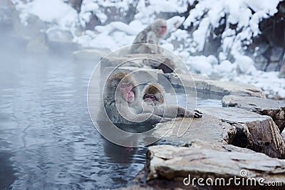 Snow Monkey Stock Photo