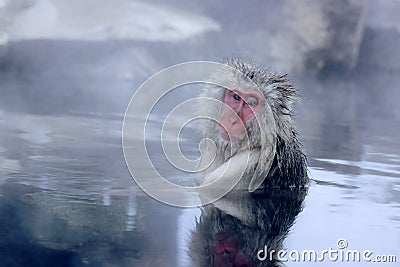 Snow Monkey Stock Photo