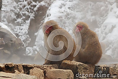 Snow monkey brothers sitting by the hot spring in Nagano, Japan Stock Photo