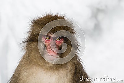 Snow Monkey Emotions and Expressions: Anger Stock Photo