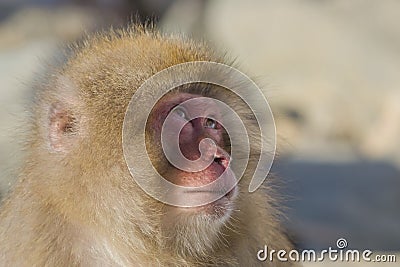 Snow Monkey Emotions and Expressions: Consternation Stock Photo