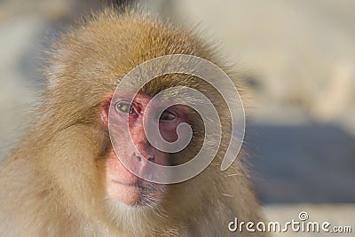 Snow Monkey Emotions and Expressions: Disbelief Stock Photo