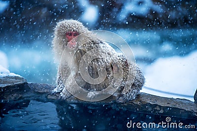 Snow monkey Stock Photo