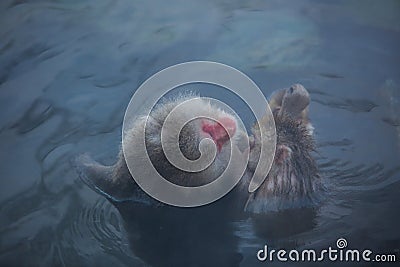 Snow Monkey in hot water at Jigokudani Onsen in Naga Stock Photo