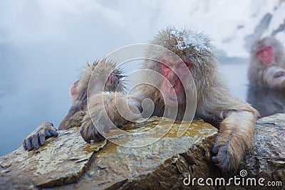 Snow Monkey in hot water at Jigokudani Onsen in Naga Stock Photo