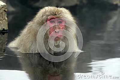 Snow monkey or Japanese macaque, Macaca fuscata Stock Photo