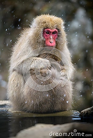 Snow monkey Japanese Macaque in a snowstrom, Jigokudani Monkey Stock Photo