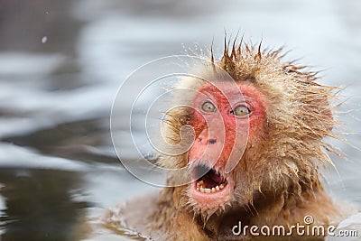 Snow Monkey Stock Photo