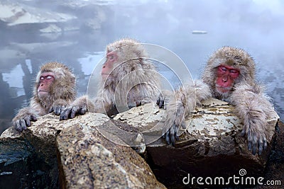 Snow Monkey Stock Photo