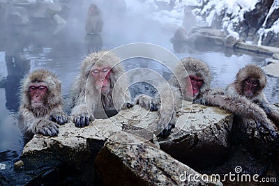 Snow Monkey Stock Photo