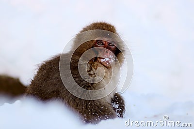 Snow Monkey Stock Photo