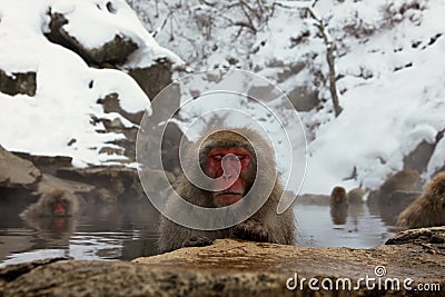 Snow monkey, macaque bathing in hot spring, Nagano prefecture, Japan Stock Photo