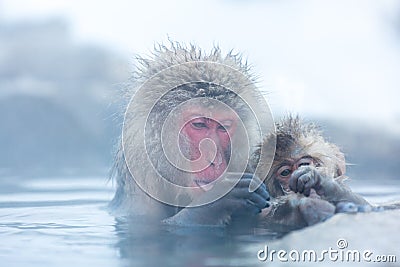 Snow monkey Macaque Onsen Stock Photo