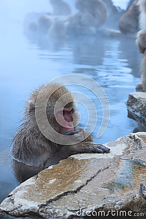 Snow Monkey in the onsen Stock Photo