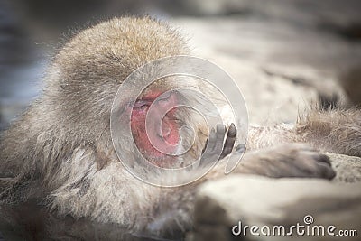 Snow monkey sleep and relax in hot spring Stock Photo