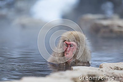 Snow monkey taking bath with hot spring water, Stock Photo