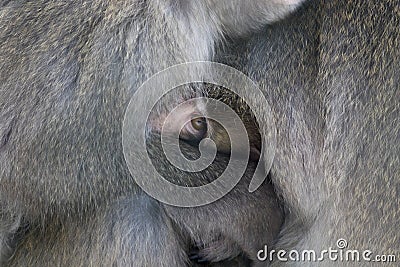 Snow monkey in winter cuddle up with adults with snow background. Stock Photo