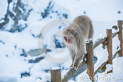 Snow Monkey on wooden fence at Jigokudani Onsen in Nagano, Japan Stock Photo